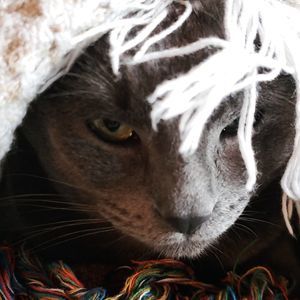 Meet your Posher, Casey